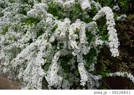 ユキヤナギの花 ユキヤナギの花 39226831