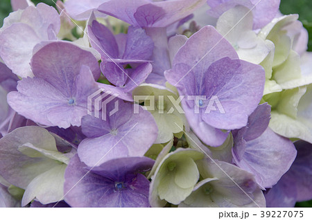 あじさい4 39227075
