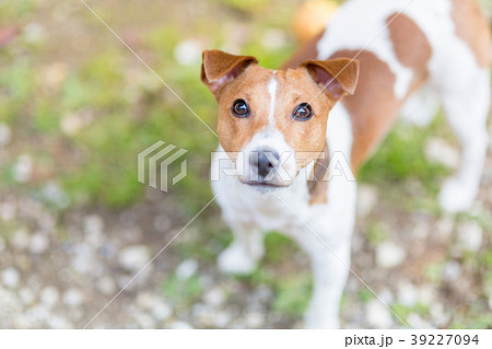 見上げる犬 ジャックラッセルテリアの写真素材