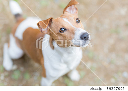 見上げる犬 ジャックラッセルテリア 見上げる犬 ジャックラッセルテリア 39227095