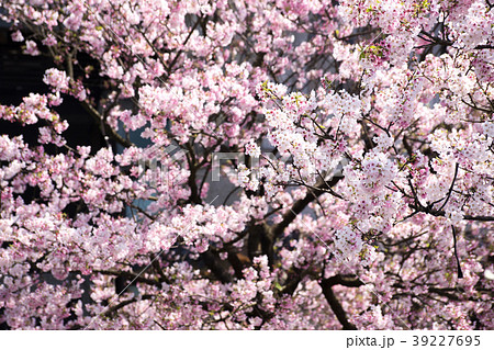 桜 さくら サクラ 39227695