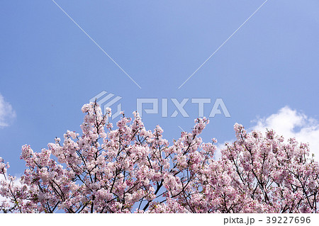 桜 さくら サクラ 39227696