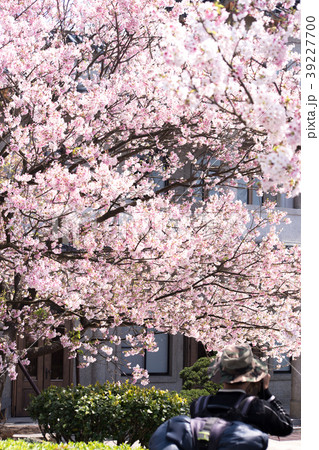 桜 さくら サクラ 39227700