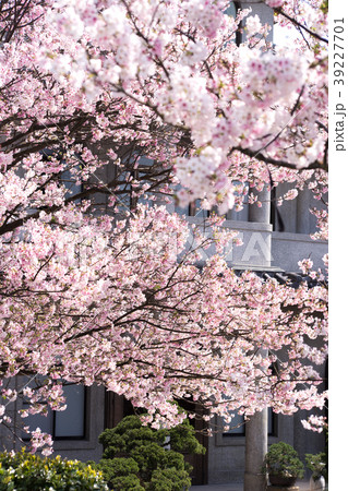 桜 さくら サクラ 39227701