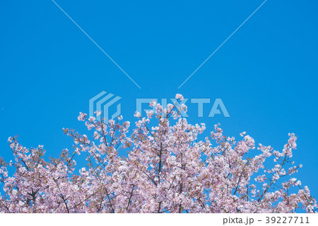 桜 さくら サクラ 39227711