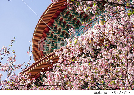 桜 さくら サクラ 39227713