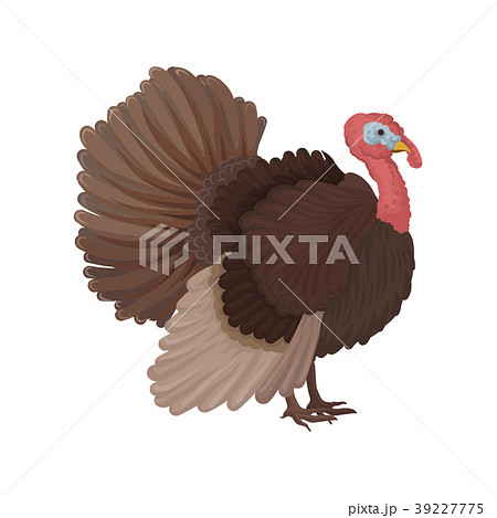 Turkey bird, poultry breeding vector Illustration Turkey bird, poultry breeding vector Illustration 39227775