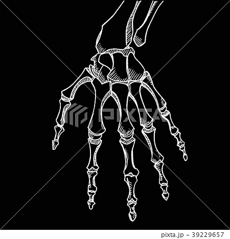 3,900+ Skeleton Hand Drawing Stock Photos, Pictures & Royalty-Free