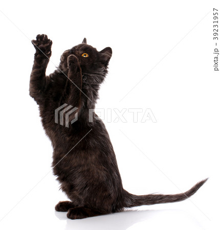 A playful black kitten on a white background. A playful black kitten on a white background. 39231957