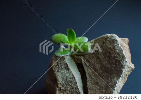 rock split in two parts by the small green plant 39232120