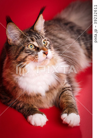Maine coon on red background. Photo for cats food 39232611