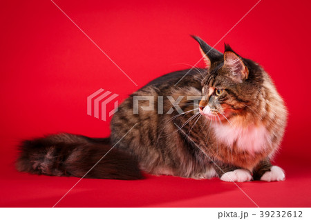 Maine Coon cat, 6 months old, lying on red 39232612