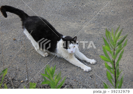 屋外で大きな伸びをするカメラ目線のハチワレの白黒猫 屋外で大きな伸びをするカメラ目線のハチワレの白黒猫 39232979