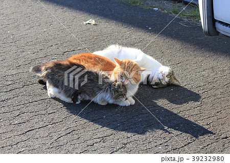 川の字になって横になる親子猫三匹と影三つ 39232980