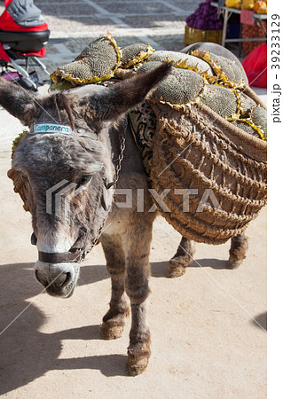Donkey carrying a sunflower in chinchon 39233129