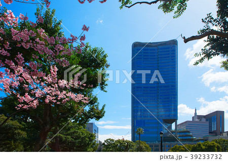 東京ミッドタウン日比谷と満開の桜 39233732