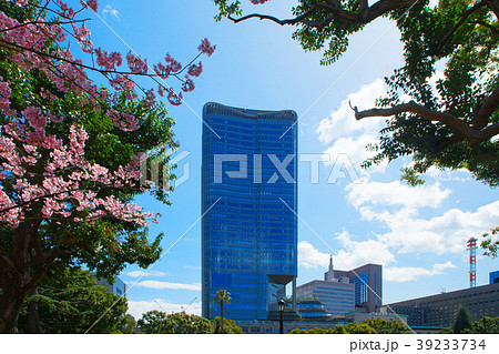 東京ミッドタウン日比谷と満開の桜 39233734