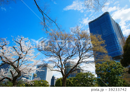 東京ミッドタウン日比谷と満開の桜 東京ミッドタウン日比谷と満開の桜 39233742