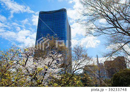 東京ミッドタウン日比谷と満開の桜 東京ミッドタウン日比谷と満開の桜 39233748