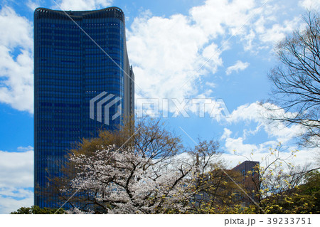 東京ミッドタウン日比谷と満開の桜 東京ミッドタウン日比谷と満開の桜 39233751