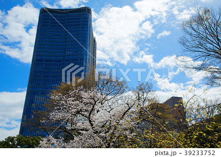 東京ミッドタウン日比谷と満開の桜 39233752