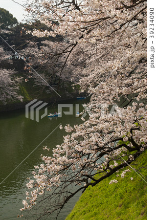 千鳥ヶ淵周辺の桜(東京都) 39234090