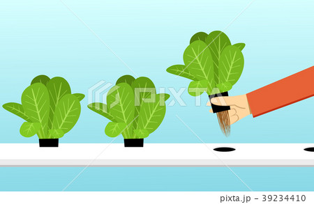 Farmer harvest hydroponics plants in vector design 39234410