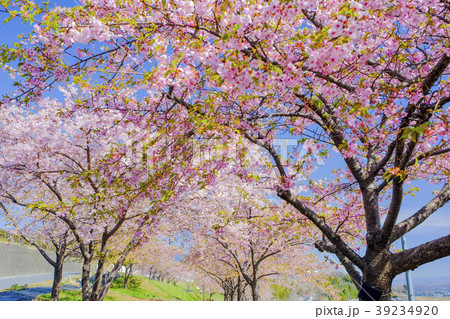 河津桜の並木道 39234920