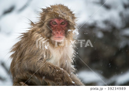 snow monkey snow monkey 39234989