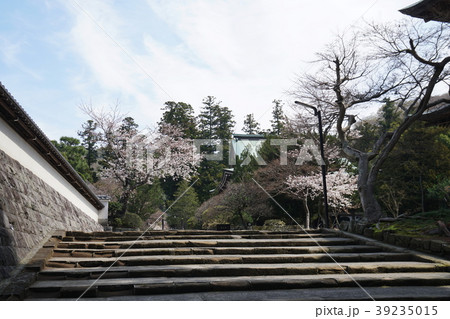 円覚寺 サクラ Engakuji-temple Cherry-blossomes 39235015
