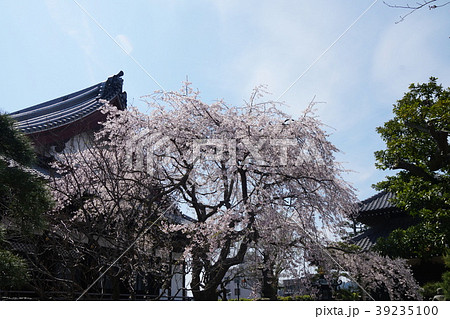 本覚寺  サクラ  Honkakuji-temple  Cherry-blossomes 39235100