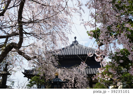本覚寺 サクラ Honkakuji-temple Cherry-blossomes 本覚寺 サクラ Honkakuji-temple Cherry-blossomes 39235101