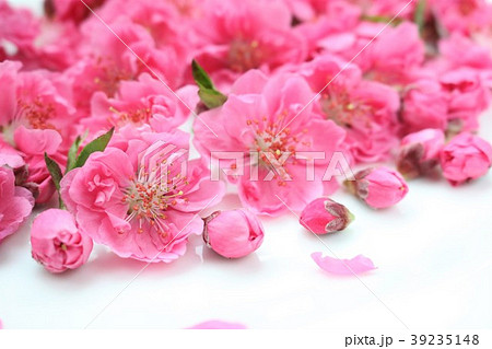 桃の花 桃の花 39235148