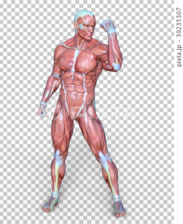 男性人体模型のイラスト素材 [39235307] - PIXTA