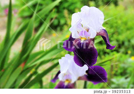 ドイツアヤメの花の写真素材
