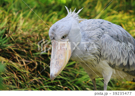 獲物を狙うハシビロコウ 39235477