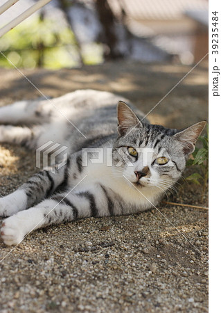 くつろぎ猫 39235484