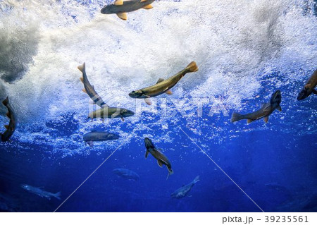 山の水族館　滝つぼ水槽　（北見市留辺蕊町） 39235561