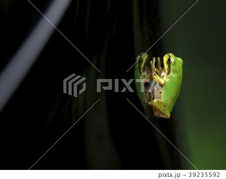 アマガエル アマガエル 39235592