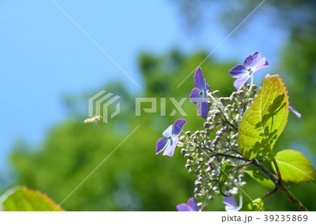 ガクアジサイ 39235869