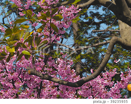 春の輝き 春の輝き 39235935