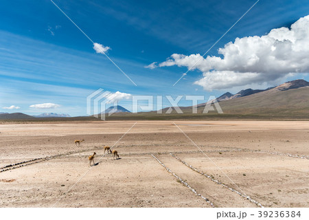 Vicunas in the andes of Peru 39236384