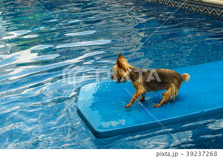 Yorkshire terrier, yorkies playing in the Pool 39237268