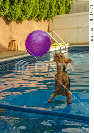 Yorkshire terrier, yorkies playing in the Pool 39237271
