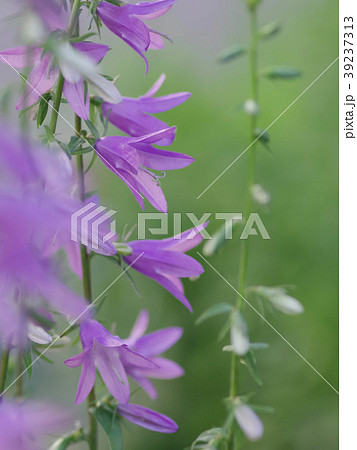 花開くハタザオキキョウ 39237313
