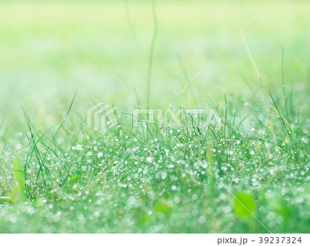 雨上がりの草原の写真素材