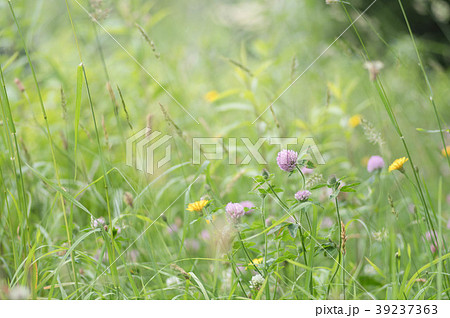 野原の草花の写真素材