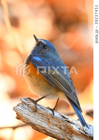 薬師池公園の野鳥 薬師池公園の野鳥 39237451