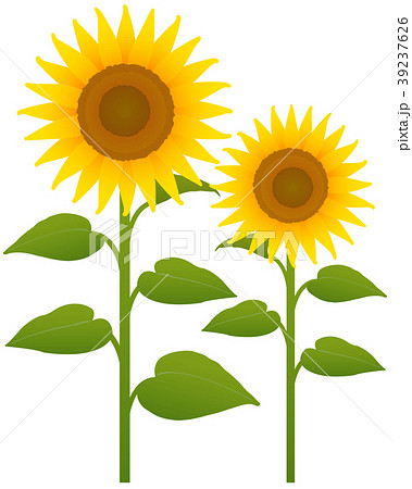 ひまわり 2本のイラスト素材 [39237626] - PIXTA