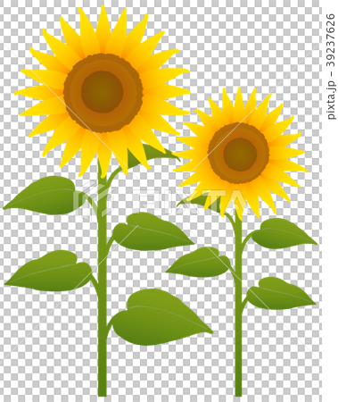 ひまわり 2本のイラスト素材 [39237626] - PIXTA